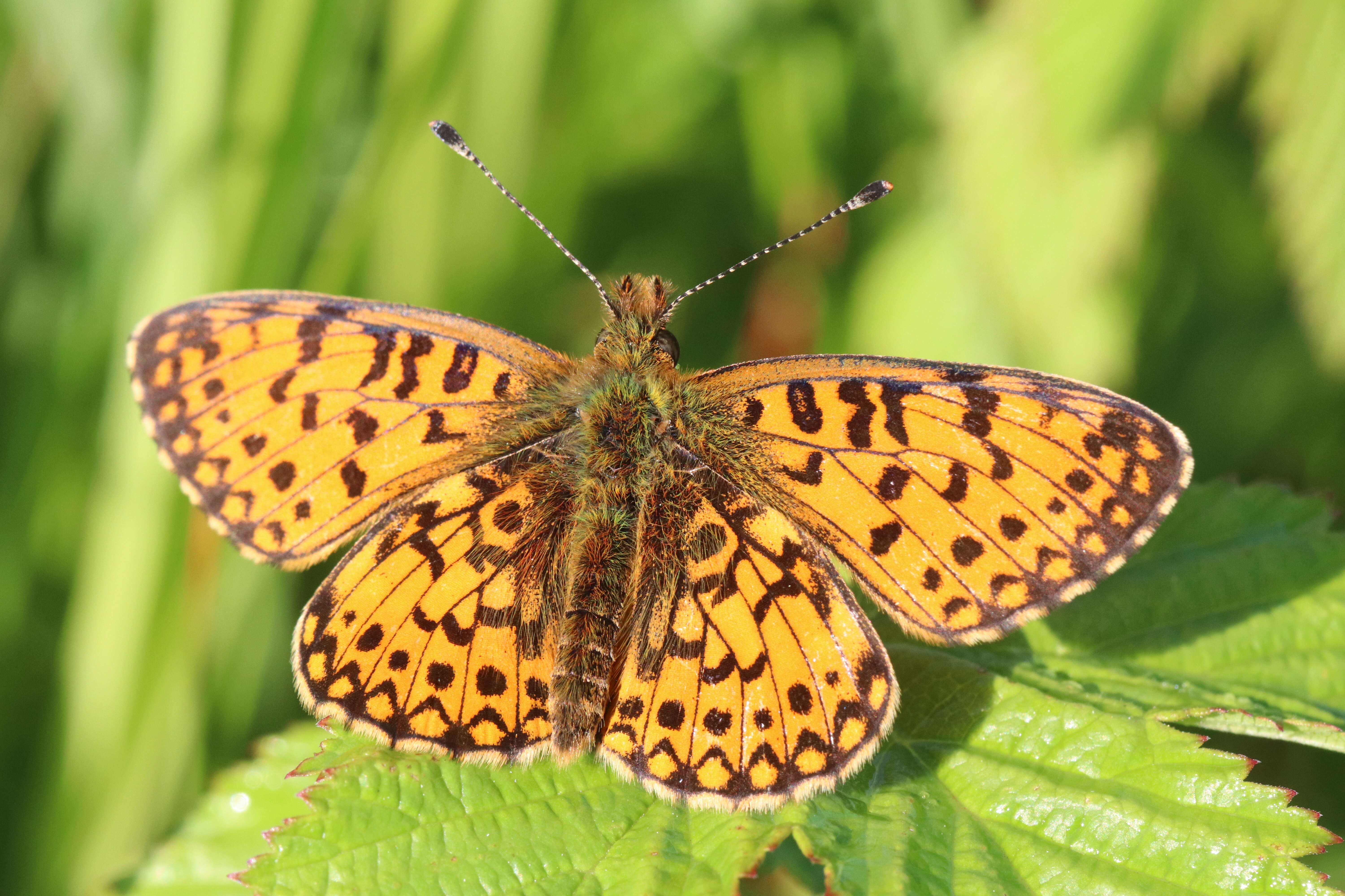 Image of Silver-bordered Fritillary