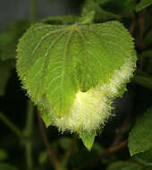 Image of Dalechampia capensis A. Spreng.