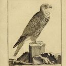Image of Saker falcon