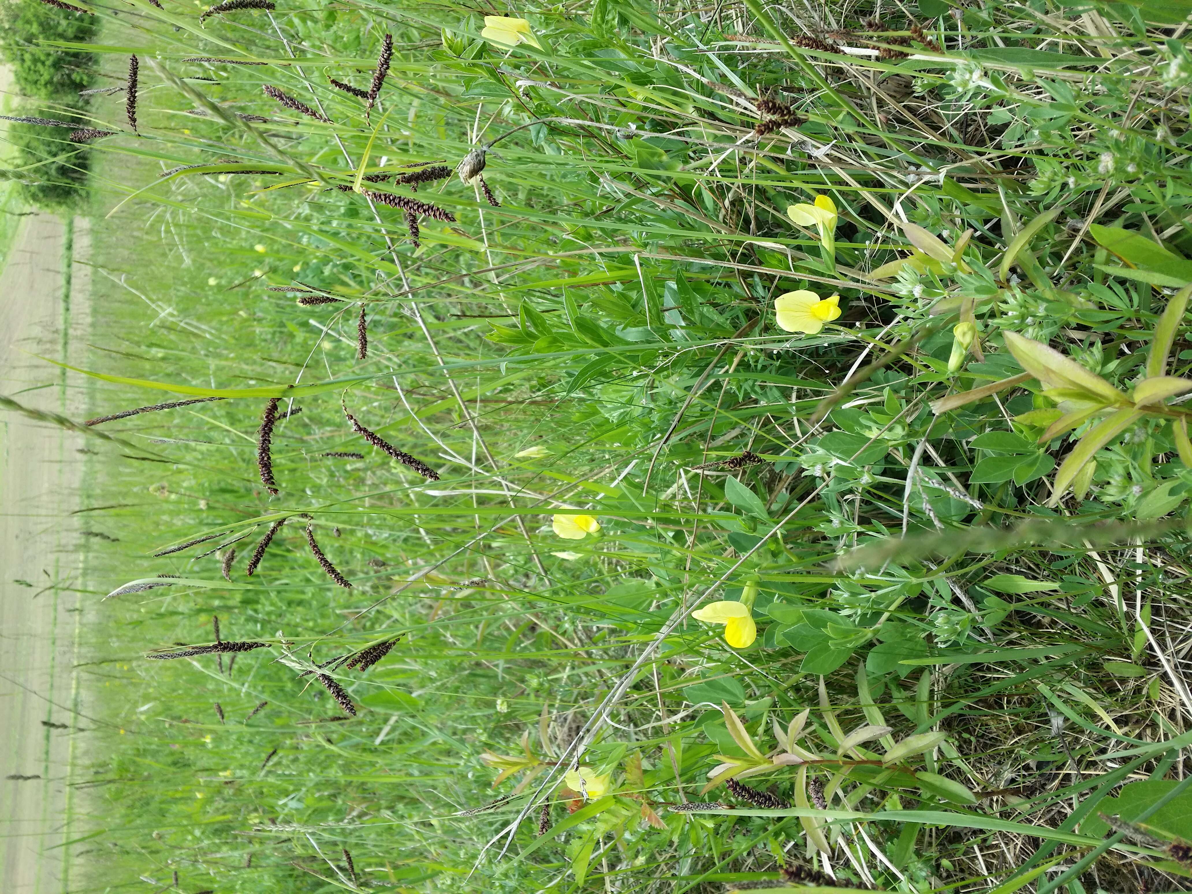 Image of dragon's teeth