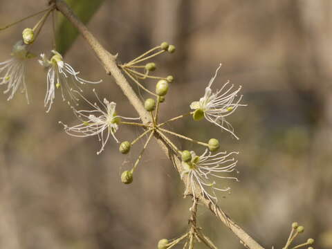 Image de Capparis sepiaria L.