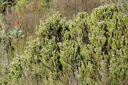 Image of Leucadendron sorocephalodes Phillips & Hutchinson