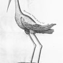 Image of Black-winged stilt