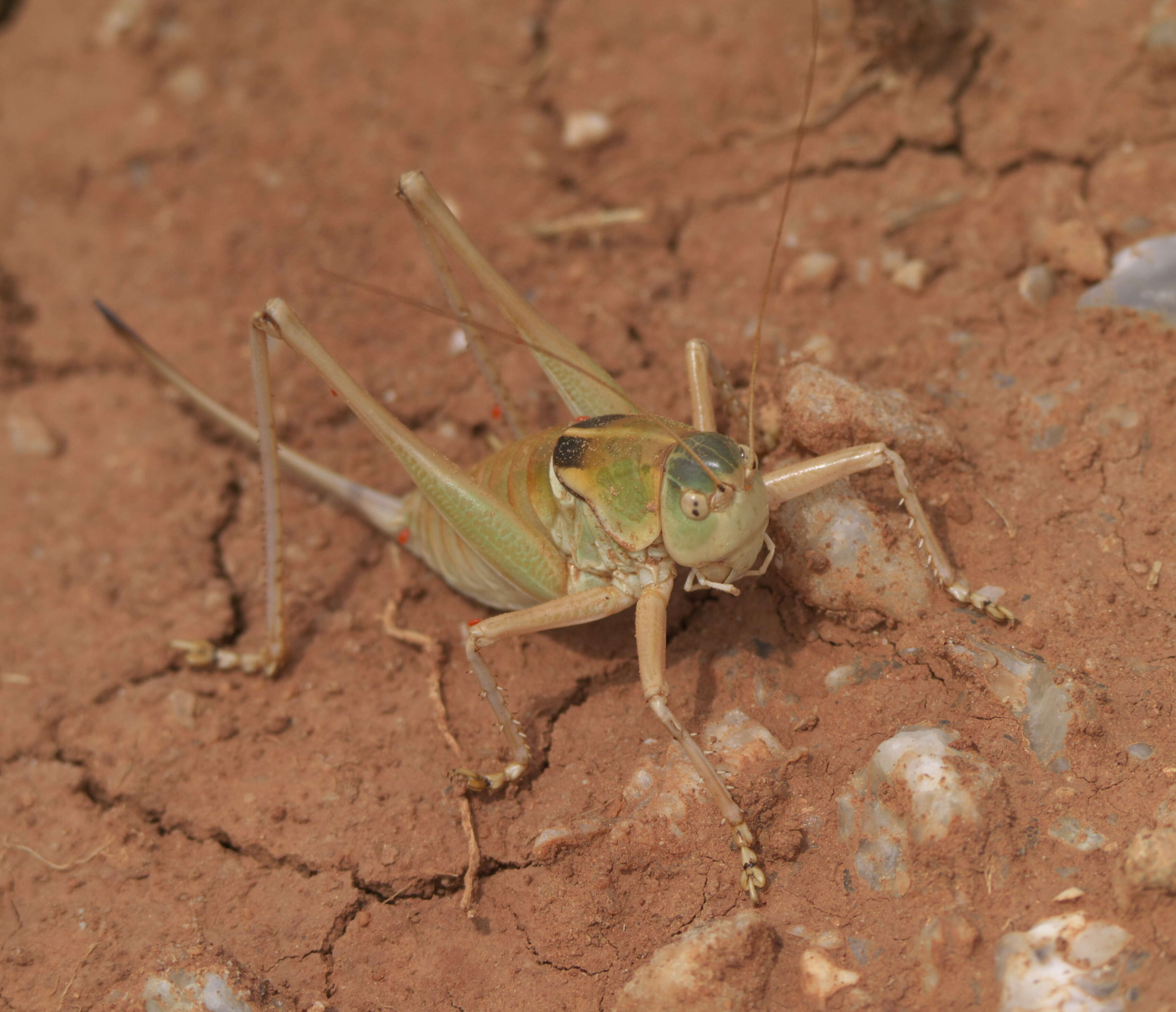 Слика од Pardalophora haldemanii (Scudder & S. H. 1872)