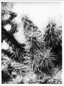 Image of coastal cholla