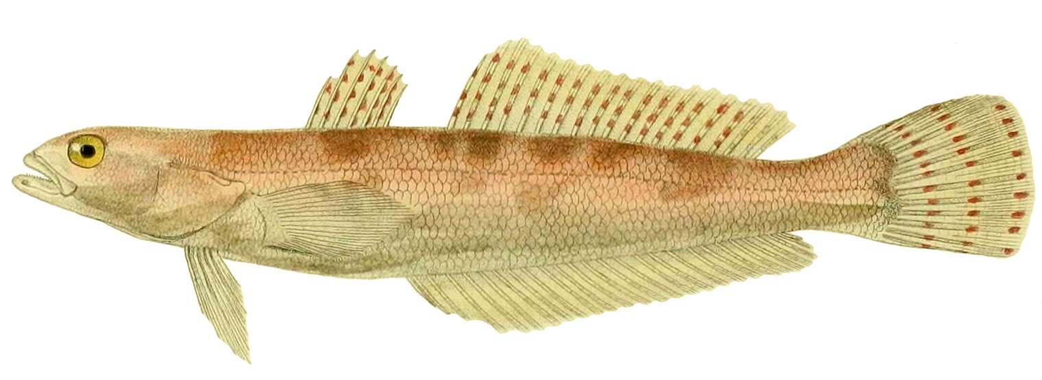 Слика од Pseudaphritidae