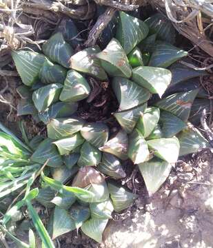 Слика од Haworthia magnifica Poelln.