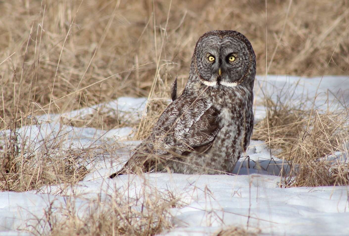 Image of Great Gray Owl