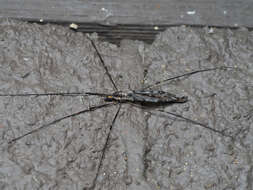 Image of Giant Crane Fly