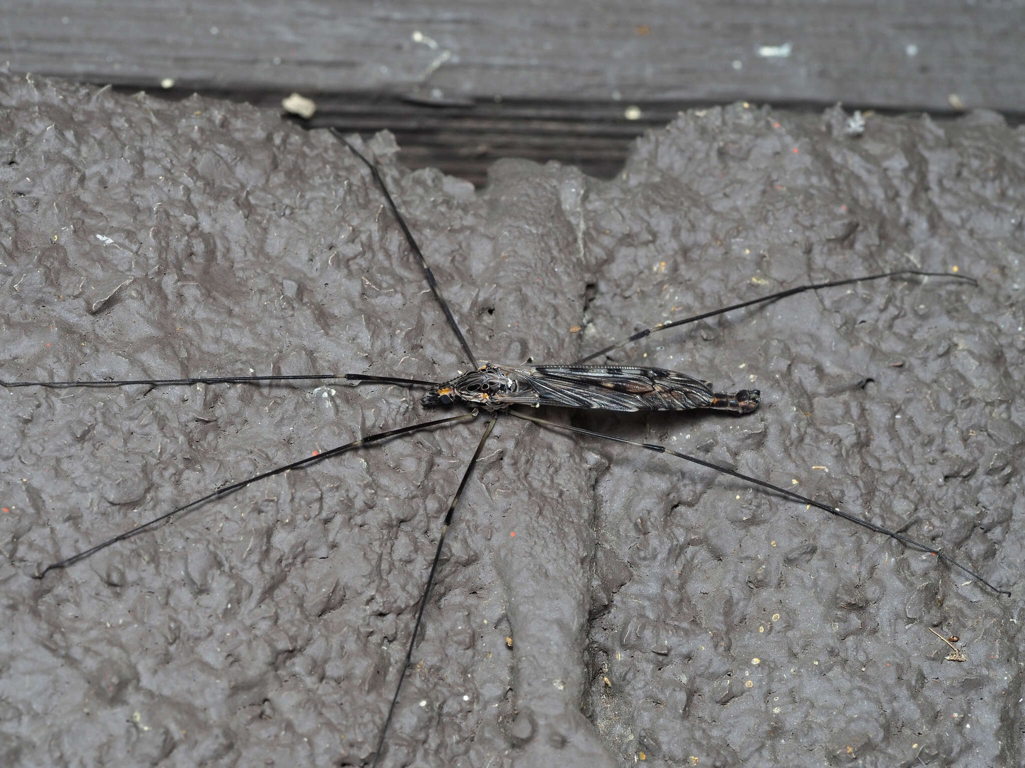 Image of Giant Crane Fly