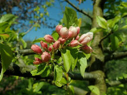 Image of Malus sieversii (Ledeb.) Roem.