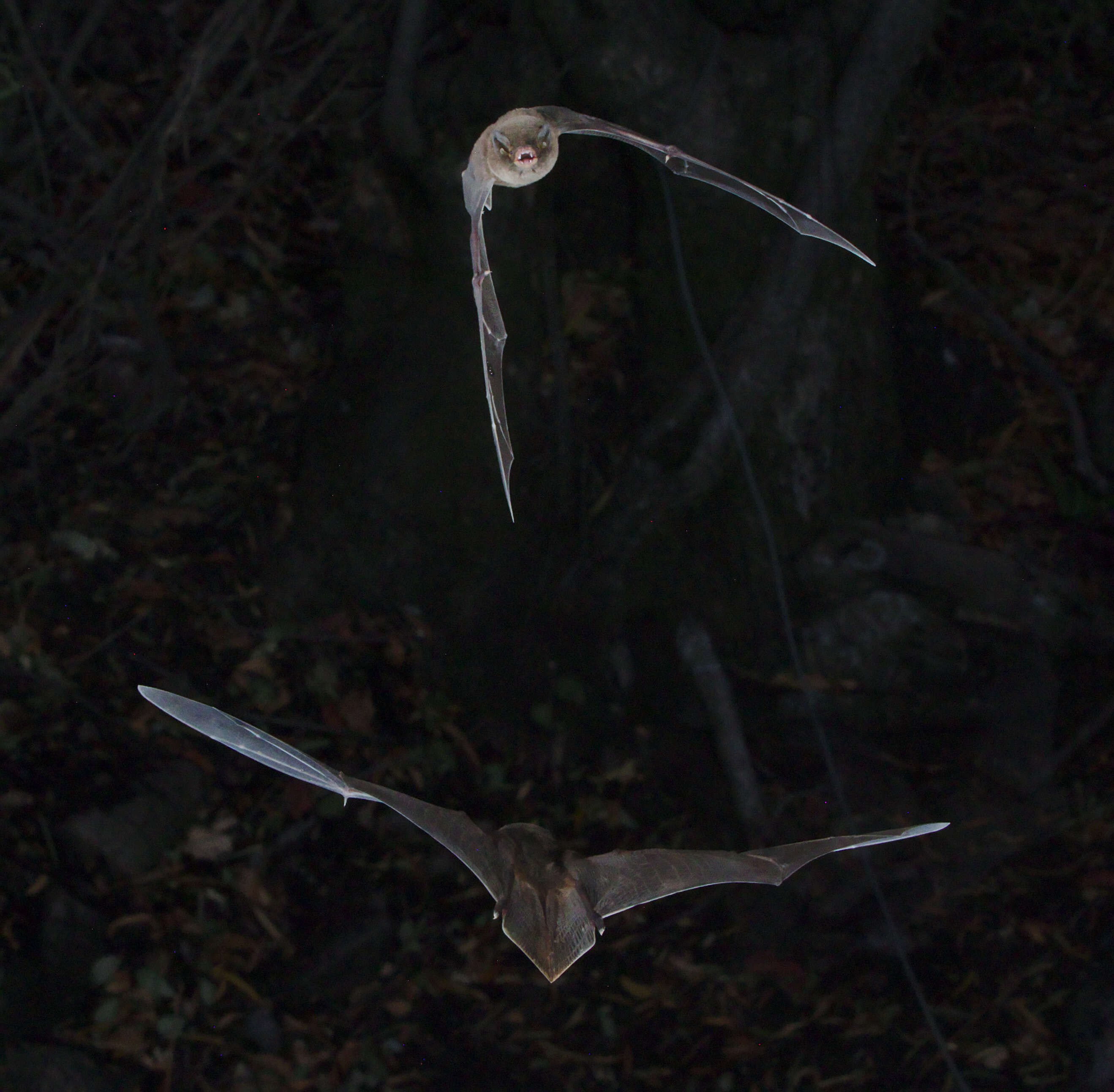 Image of Natal Long-fingered Bat