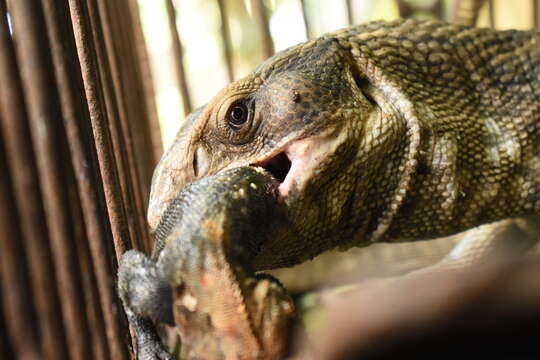 Image of Savannah Monitor