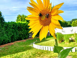 Image of giant sunflower