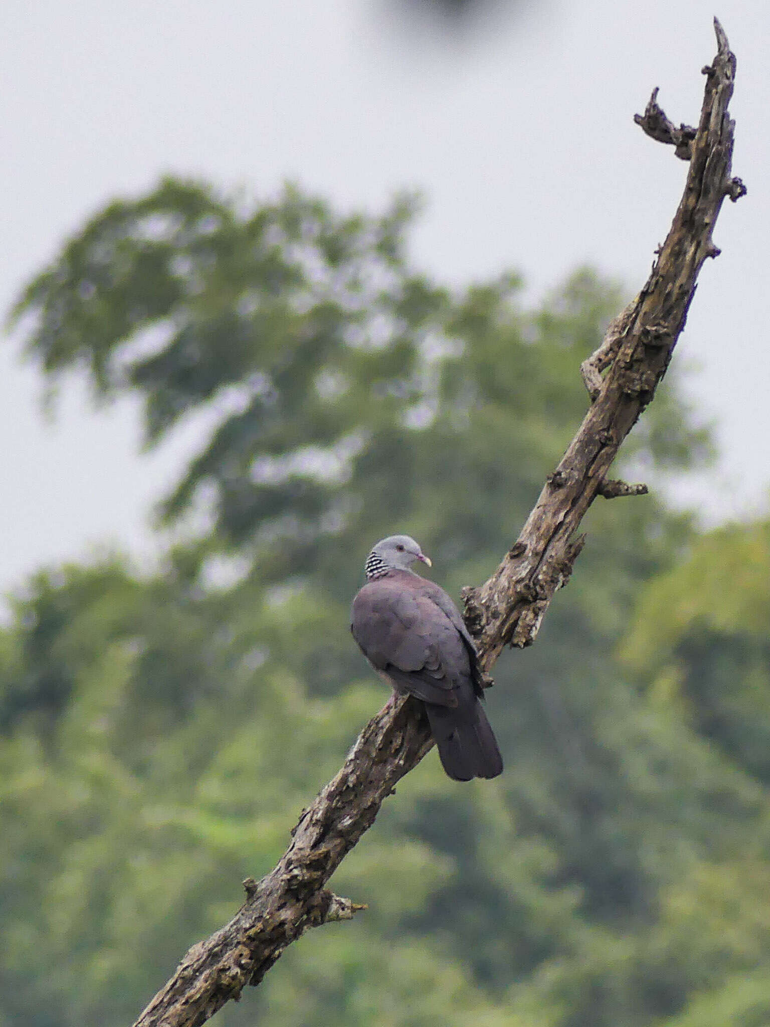 Image of Nilgiri Wood Pigeon