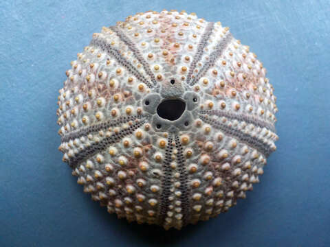 Image of Black Sea urchin