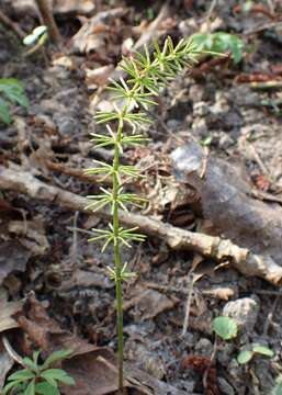 Image of Shady Horsetail