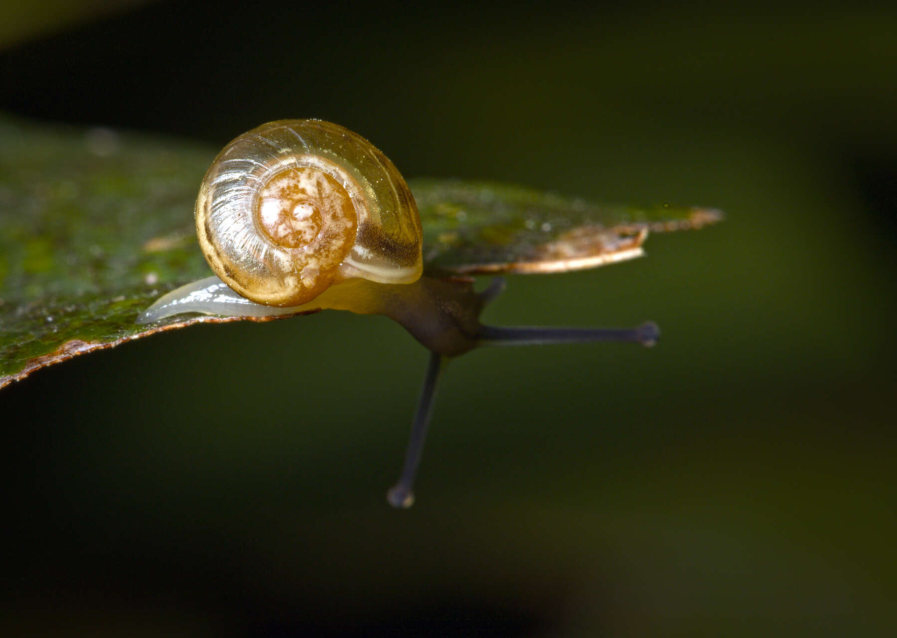 Image of White-lipped banded snail