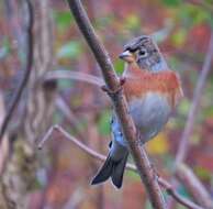 Image of Brambling