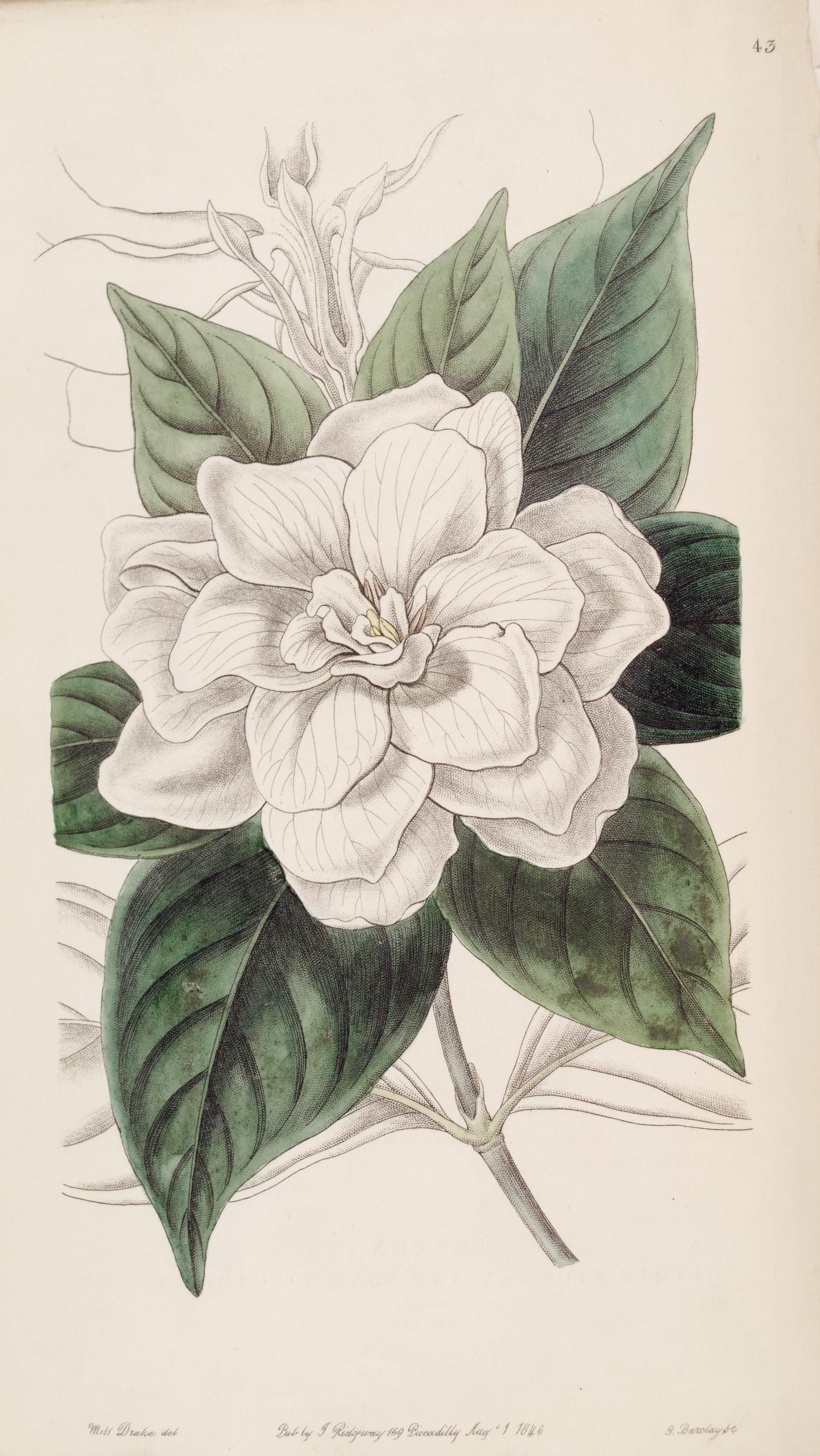 Gardenia Encyclopedia Of Life