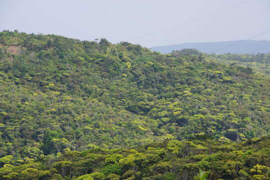 Image of Castanopsis sieboldii (Makino) Hatus.