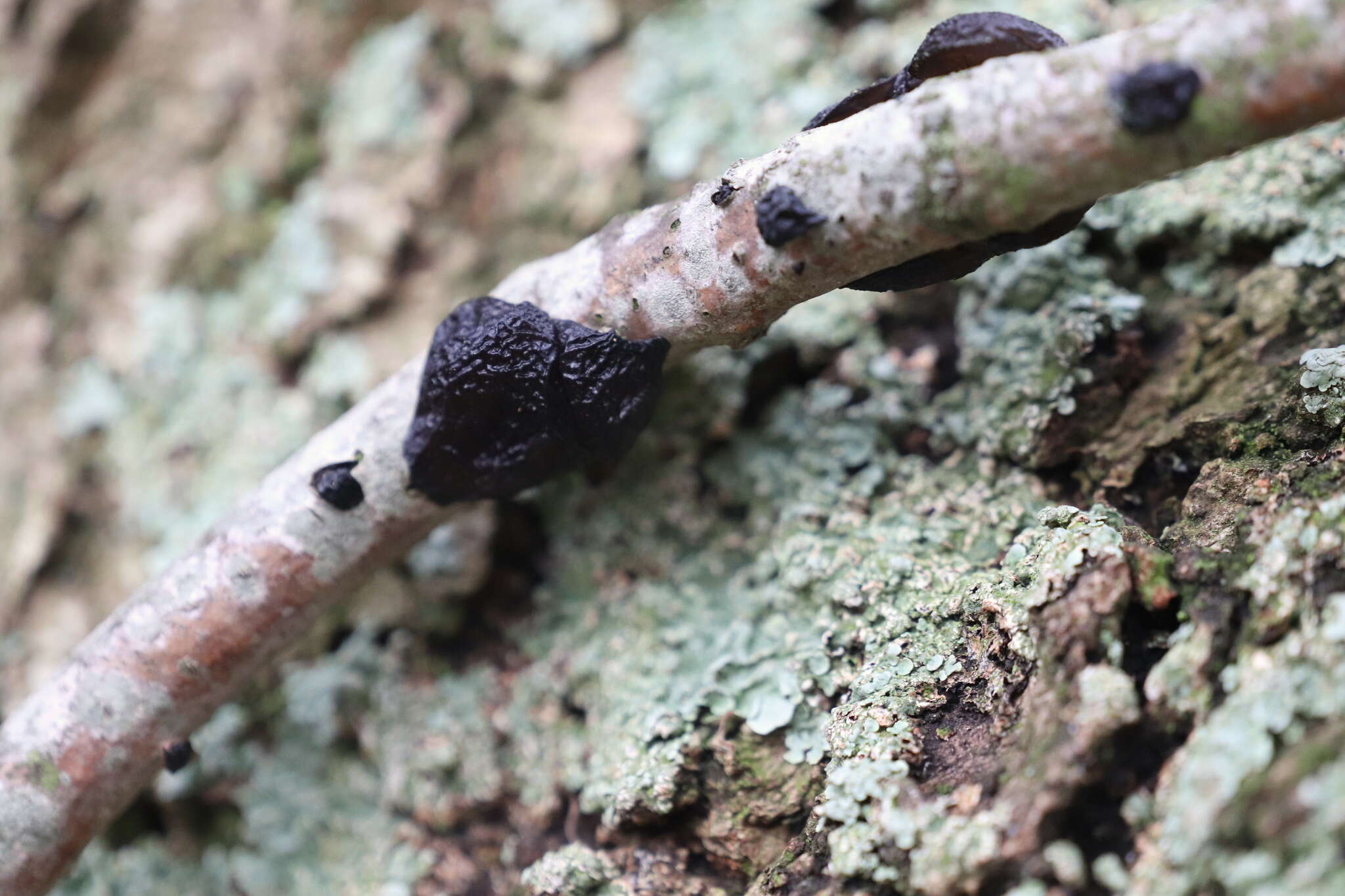 Image of Black Witches' Butter