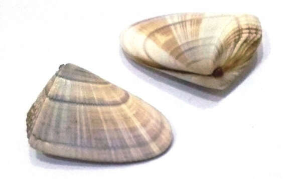 Image of Donax hanleyanus Philippi 1847