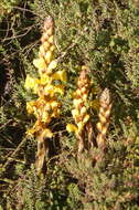 Image of Cistanche phelypaea