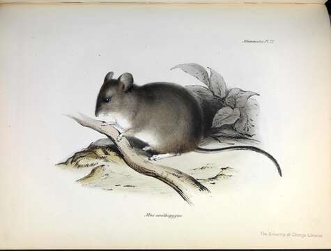 Image of Yellow-rumped Leaf-eared Mouse