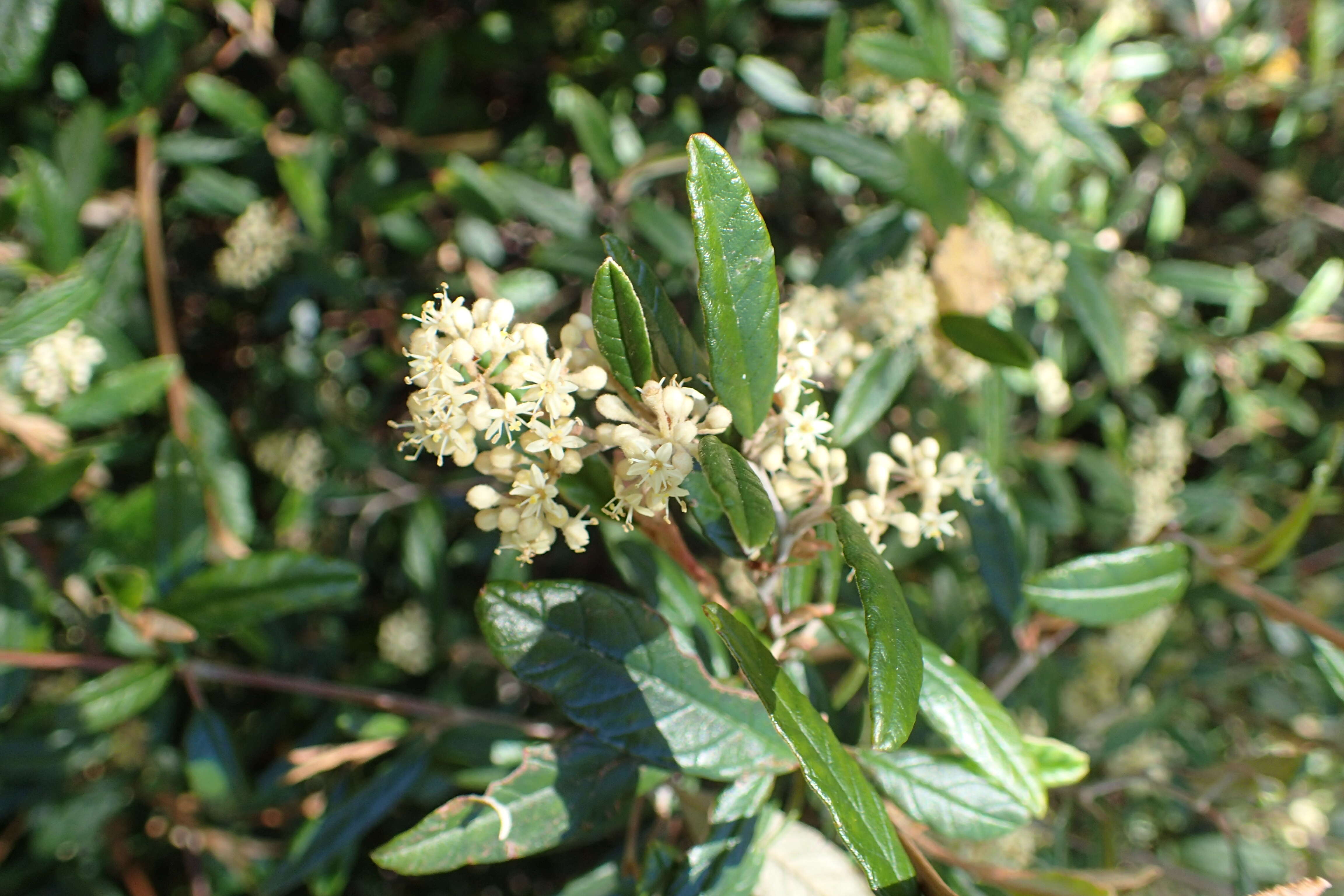 Image of Pomaderris rugosa Cheesem.