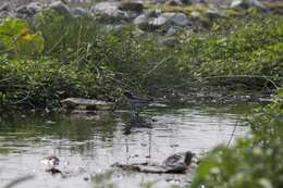 Image of White-browed Wagtail