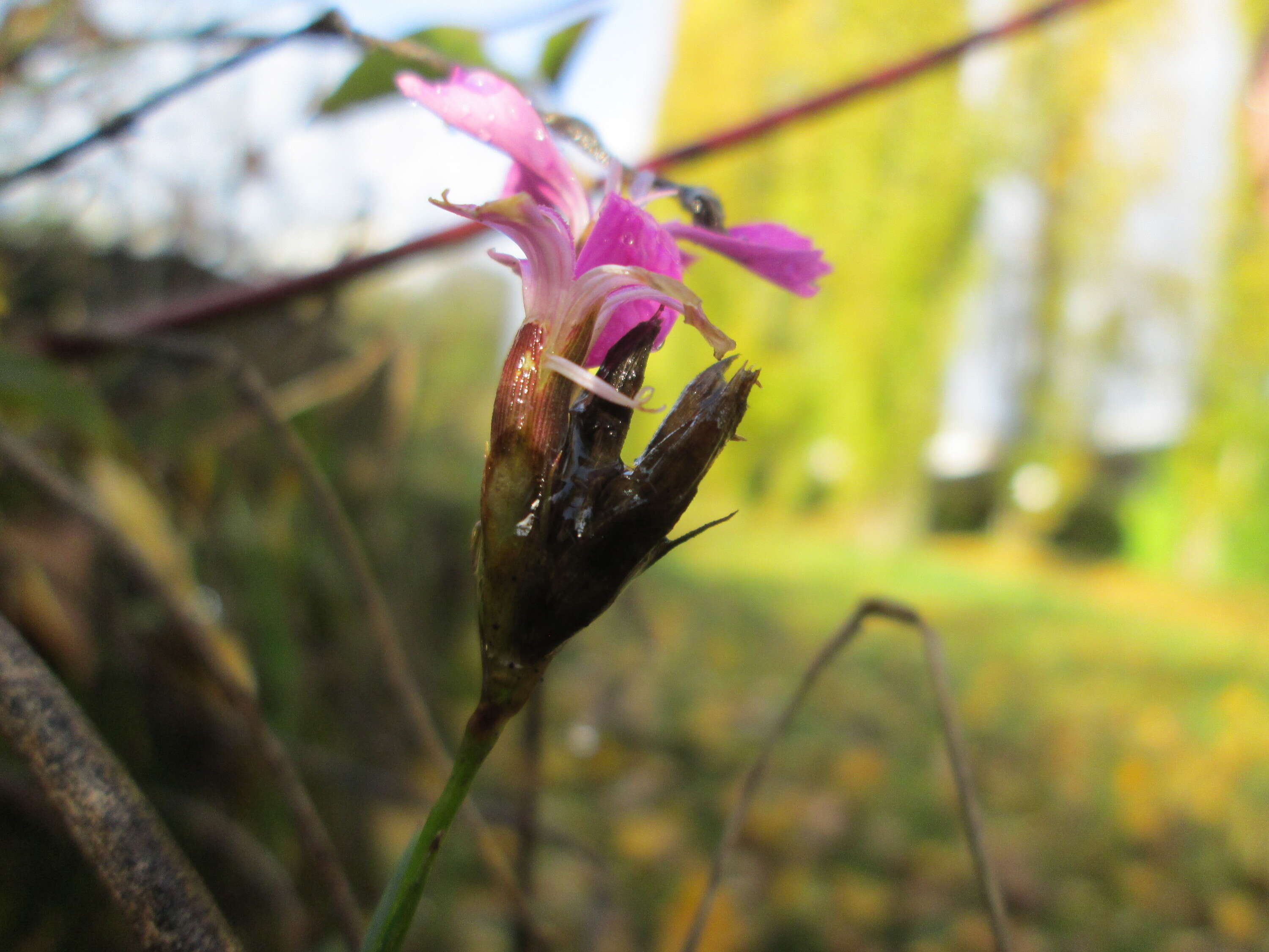 Image of carthusian pink