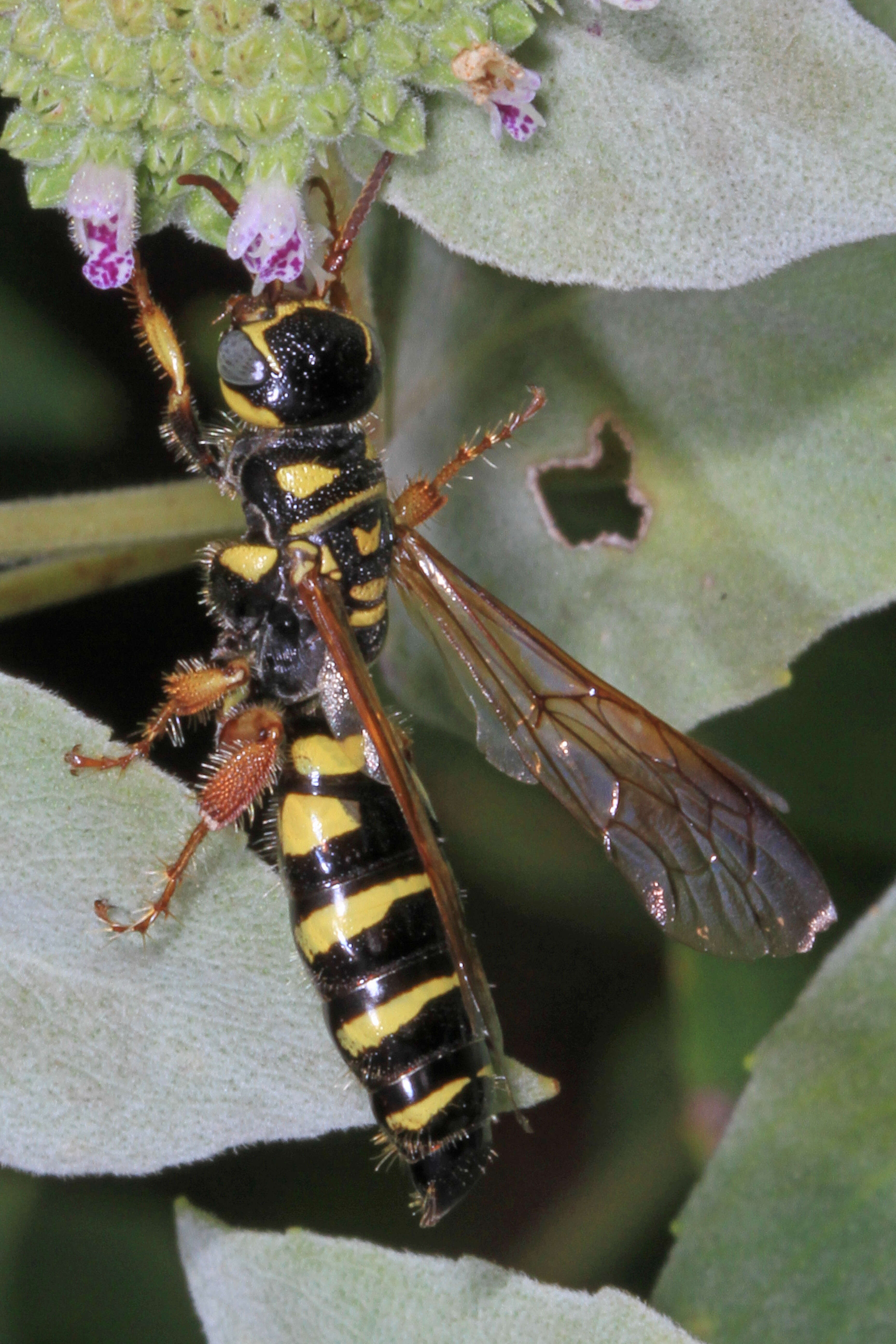 Image of Myzinum quinquecinctum (Fabricius 1775)