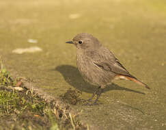 Image of Black Redstart