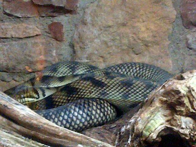 Image of Amethystine or scrub python