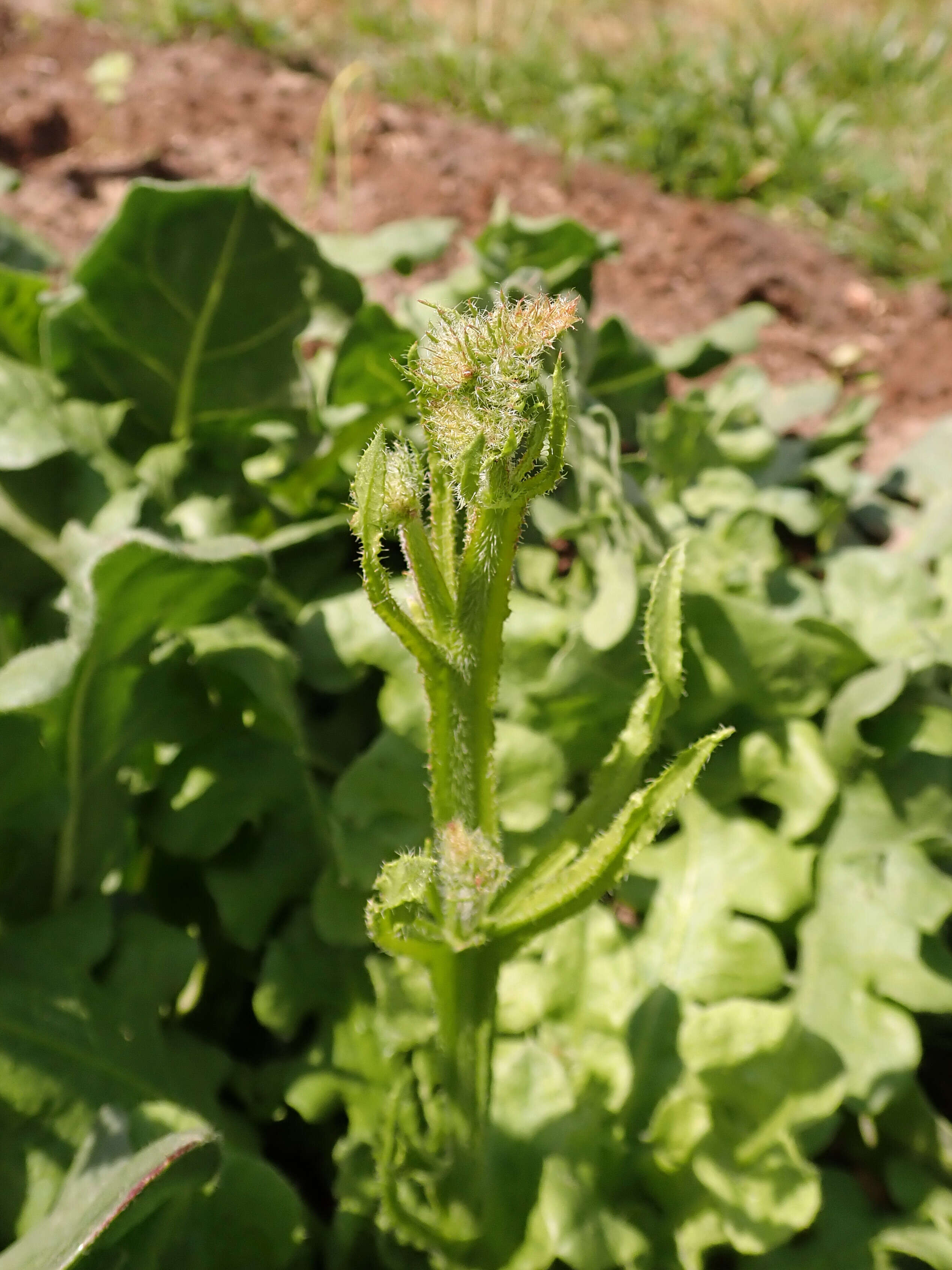 Imagem de Limonium sinuatum (L.) Miller