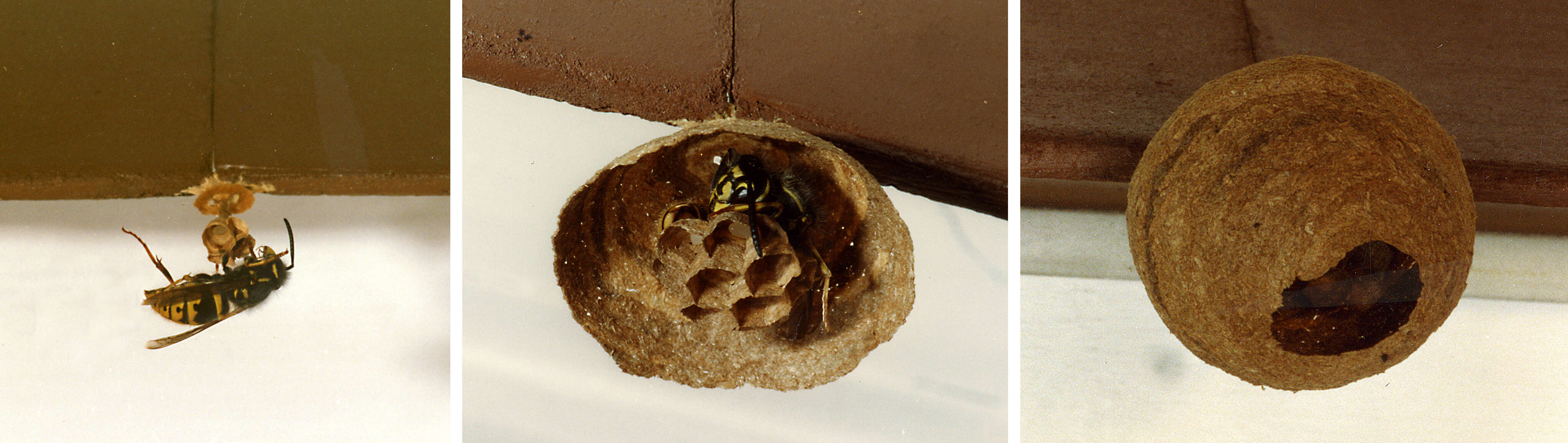 Image of Common wasp