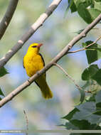 Image of Indian Golden Oriole