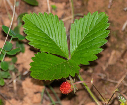 Image of woodland strawberry