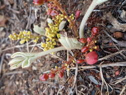 Image of Lannea edulis (Sond.) Engl.