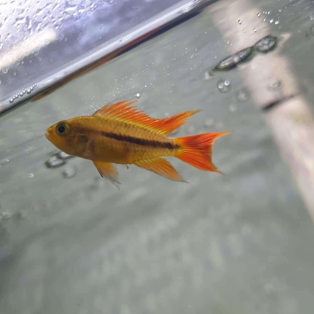 Image of Cockatoo Dwarf Cichlid