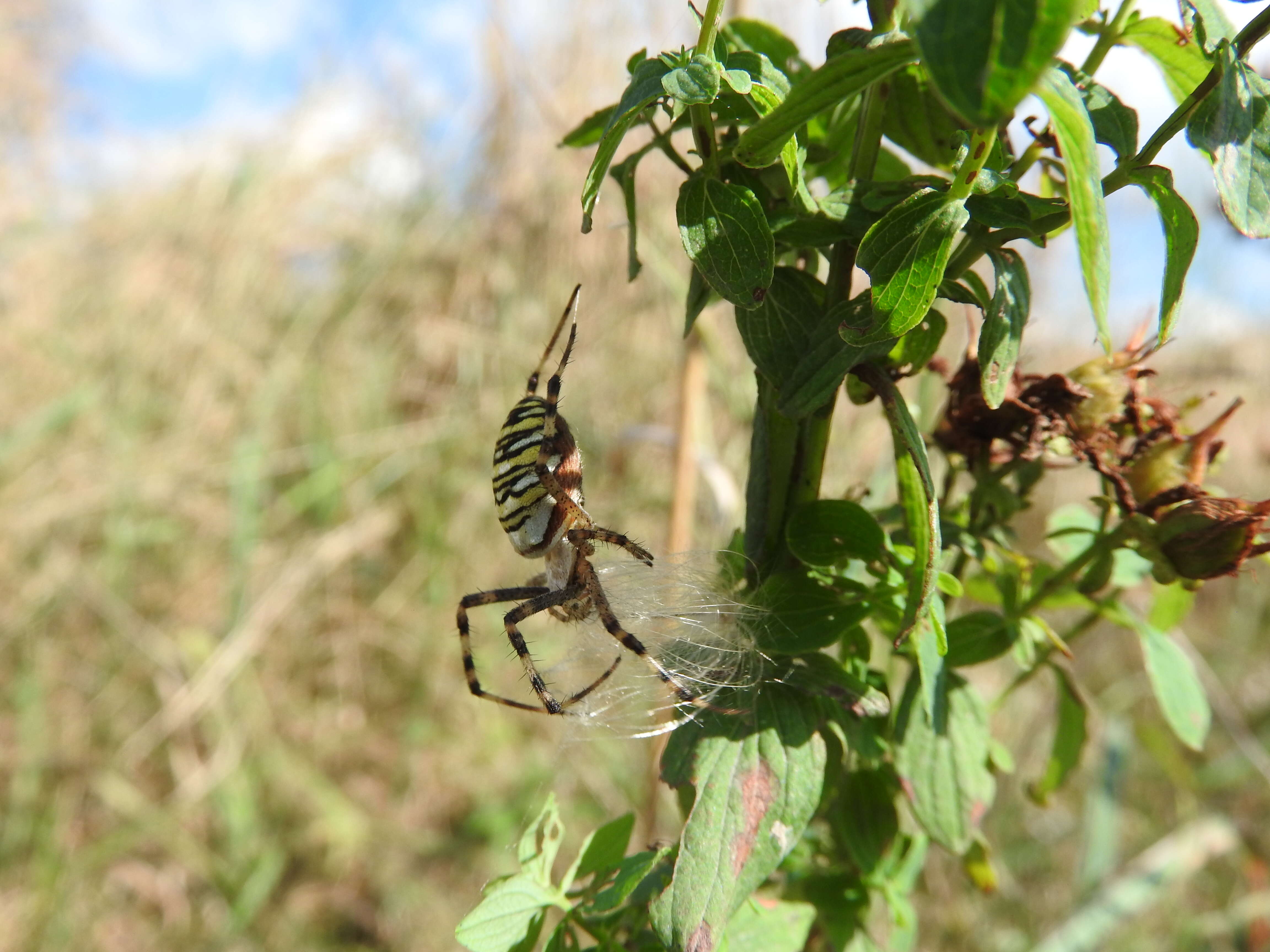 Image of spotted St. Johnswort