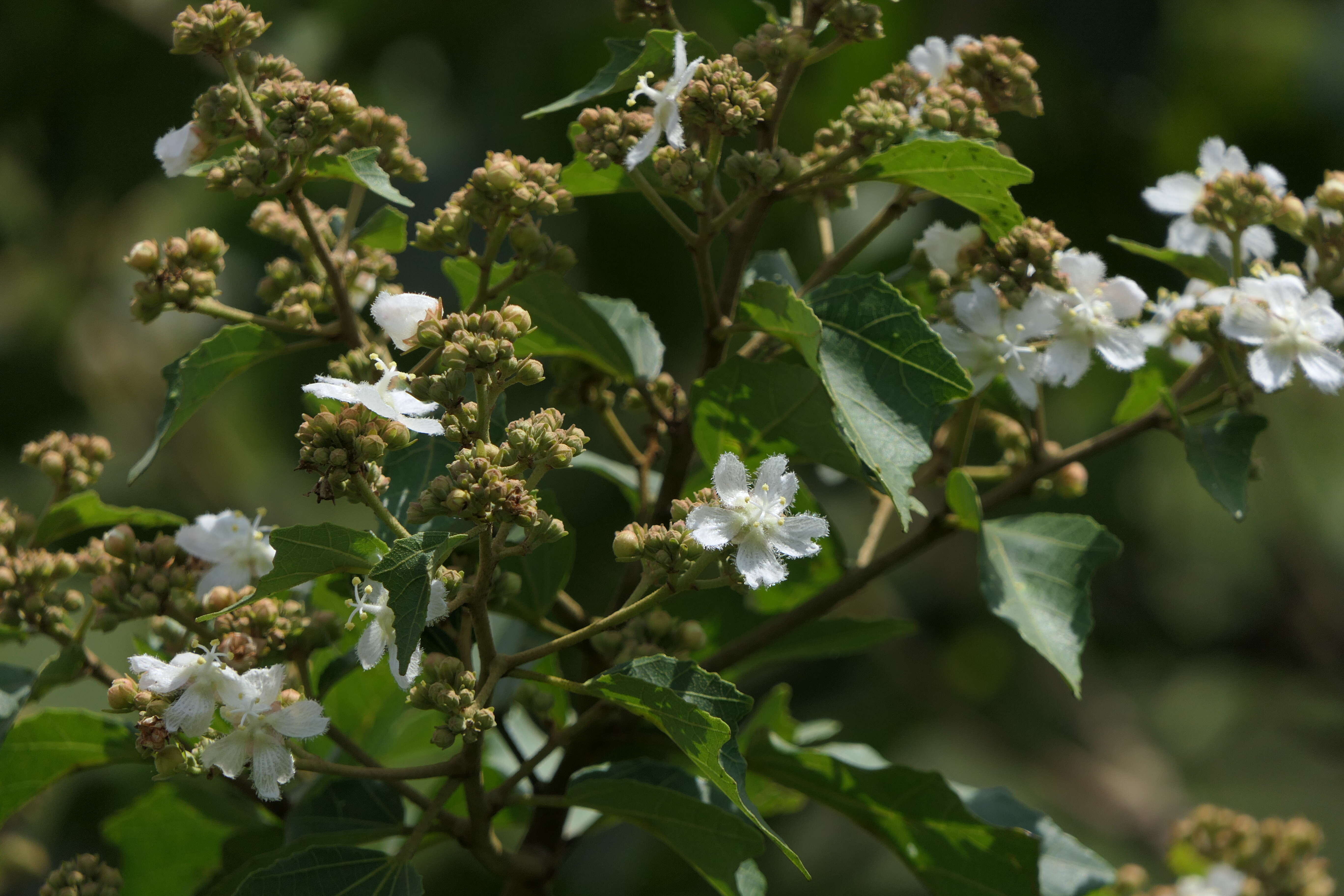 Kydia calycina Roxb. resmi