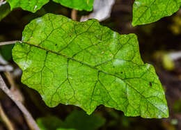 Image of bushman's friend