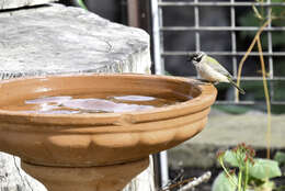 Image of Brown-headed Honeyeater