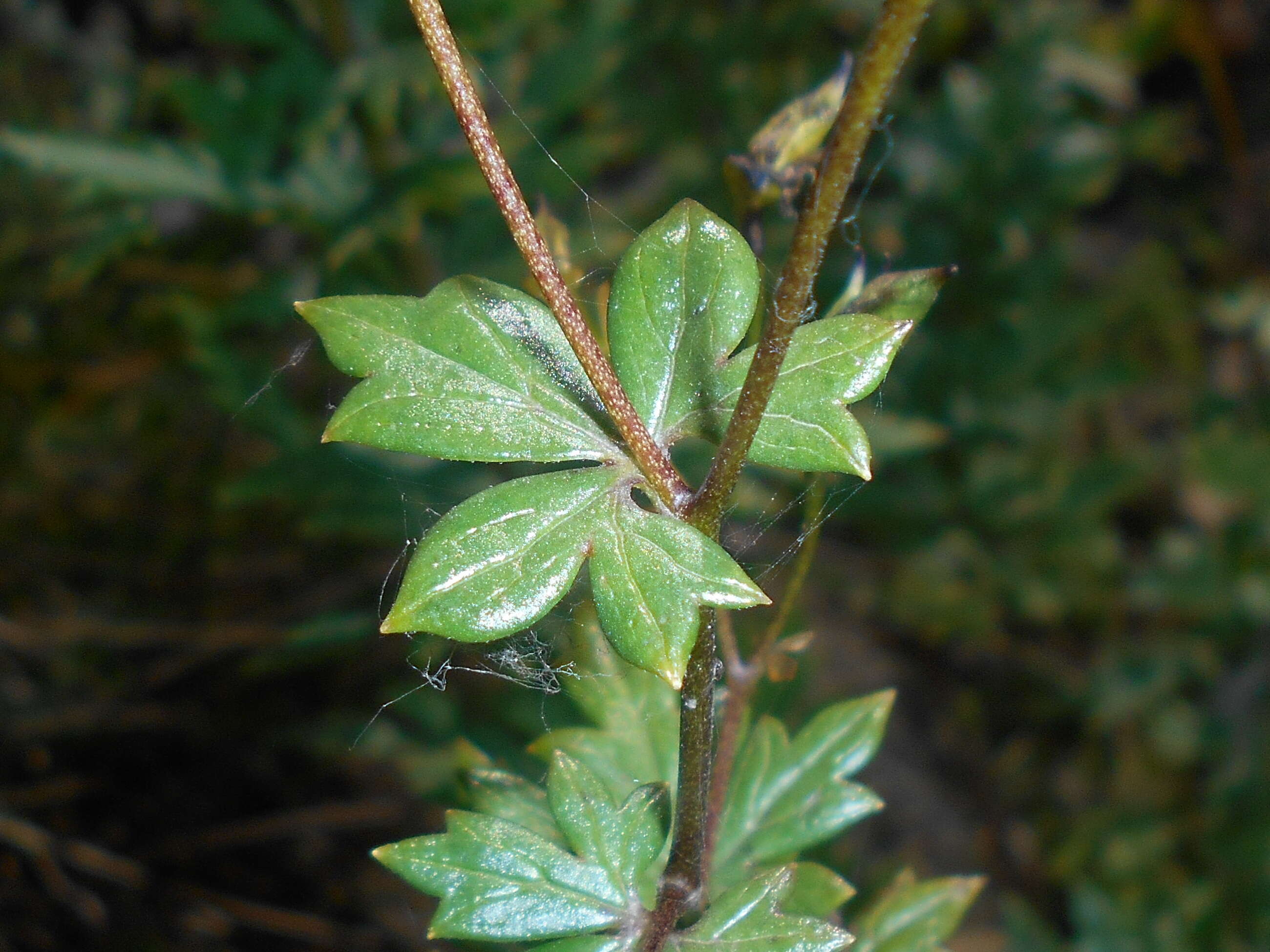 Image of Manchurian monkshood