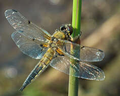 Image of Four-spotted Chaser