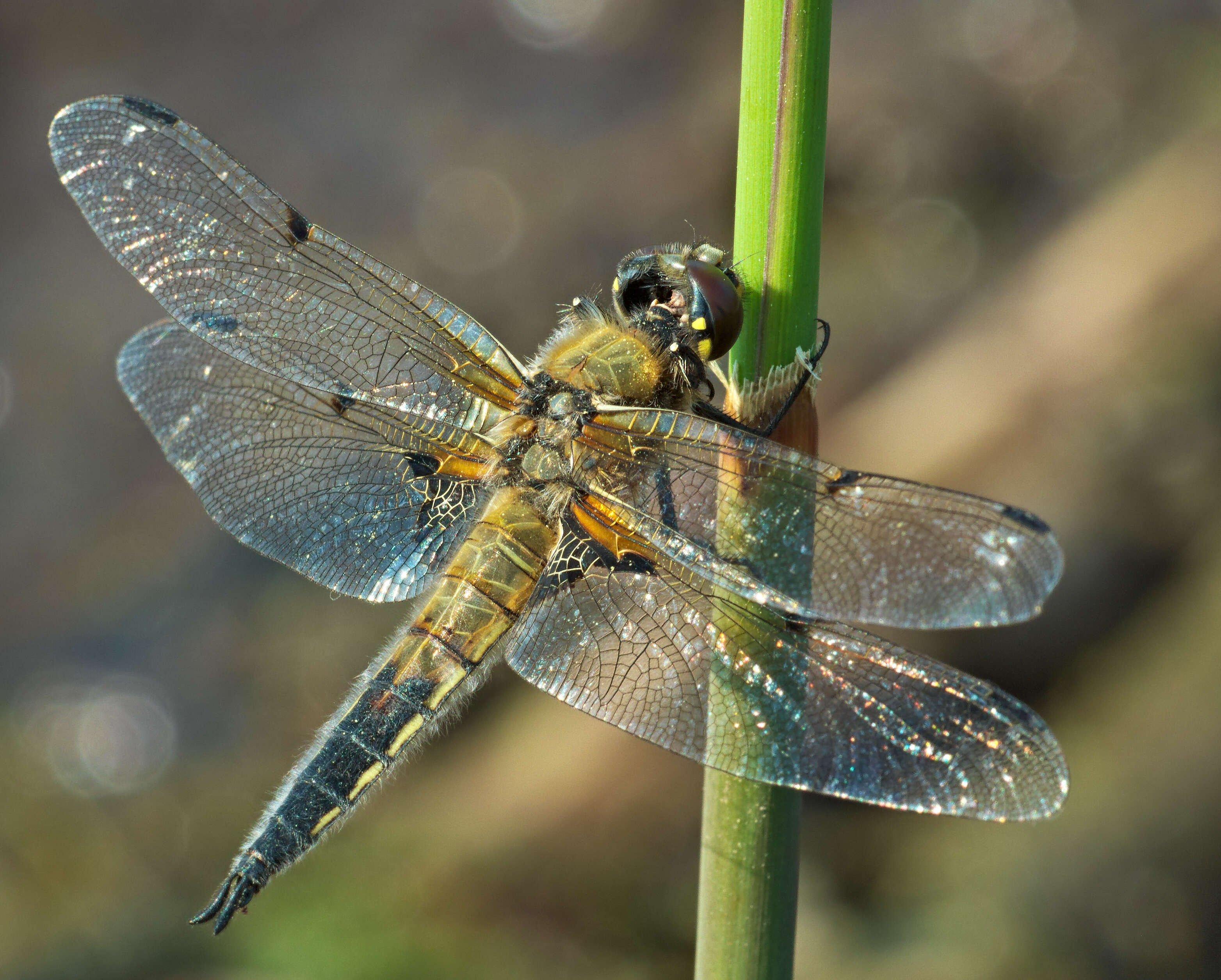 Image of Four-spotted Chaser