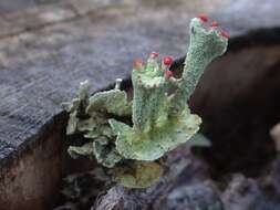 Слика од Cladonia digitata (L.) Hoffm.