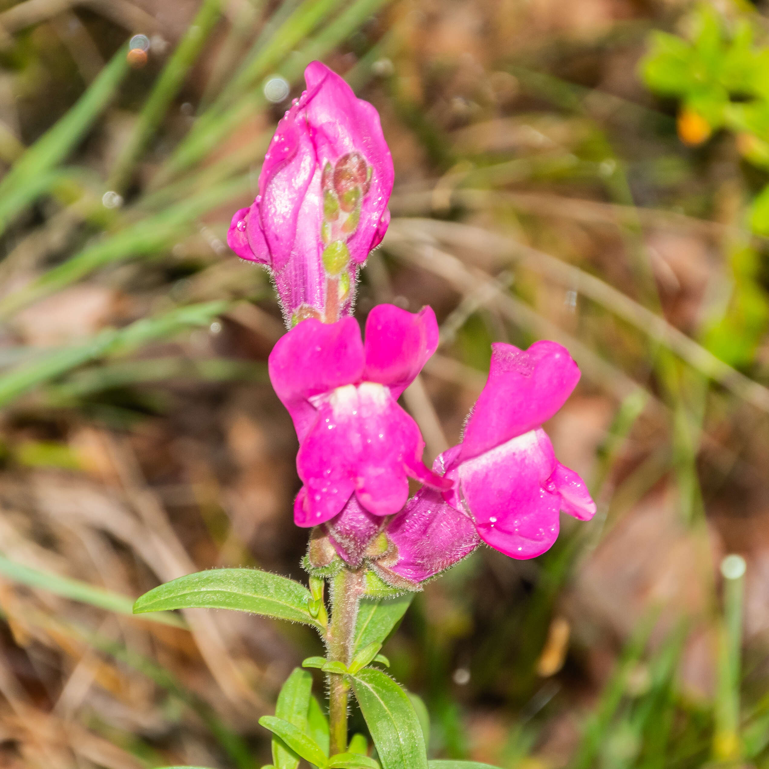 Plancia ëd Antirrhinum majus L.